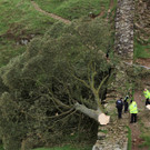2023-09-28T120138Z_2039342881_RC2OH3A6MG4X_RTRMADP_3_BRITAIN-TREE.JPG
