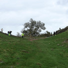 2023-09-28T120138Z_2136327282_RC2OH3AUGAEV_RTRMADP_3_BRITAIN-TREE.JPG