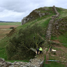 2023-09-28T120200Z_1580117192_RC2OH3AXOJE5_RTRMADP_3_BRITAIN-TREE.JPG