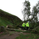 2023-09-28T121612Z_1147506233_RC2OH3AUKK81_RTRMADP_3_BRITAIN-TREE.JPG