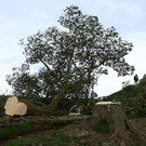 2023-09-28T121749Z_125784902_RC2OH3A6GIAL_RTRMADP_3_BRITAIN-TREE.JPG