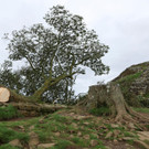 2023-09-28T123025Z_2005905218_RC2OH3AYFYQW_RTRMADP_3_BRITAIN-TREE.JPG