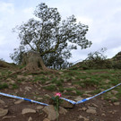2023-09-28T123835Z_273585566_RC2OH3A29VA6_RTRMADP_3_BRITAIN-TREE.JPG