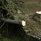 2023-09-28T124325Z_102432971_RC2OH3AADFVD_RTRMADP_3_BRITAIN-TREE.JPG