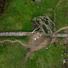 2023-09-28T142034Z_610951241_RC2QH3AMZZAA_RTRMADP_3_BRITAIN-TREE.JPG