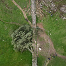 2023-09-28T142036Z_1666264792_RC2QH3A8253S_RTRMADP_3_BRITAIN-TREE.JPG