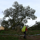 2023-09-28T183719Z_2006692158_RC2PH3A0TLZP_RTRMADP_3_BRITAIN-TREE.JPG
