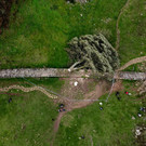 2023-09-29T195630Z_1463377649_RC2QH3ATMFTX_RTRMADP_3_BRITAIN-TREE.JPG
