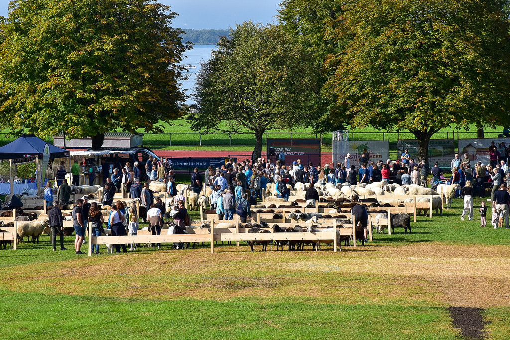 20231001_Schafausstellung-2.jpg