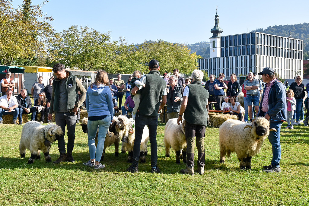 20231001_Schafausstellung-10.jpg
