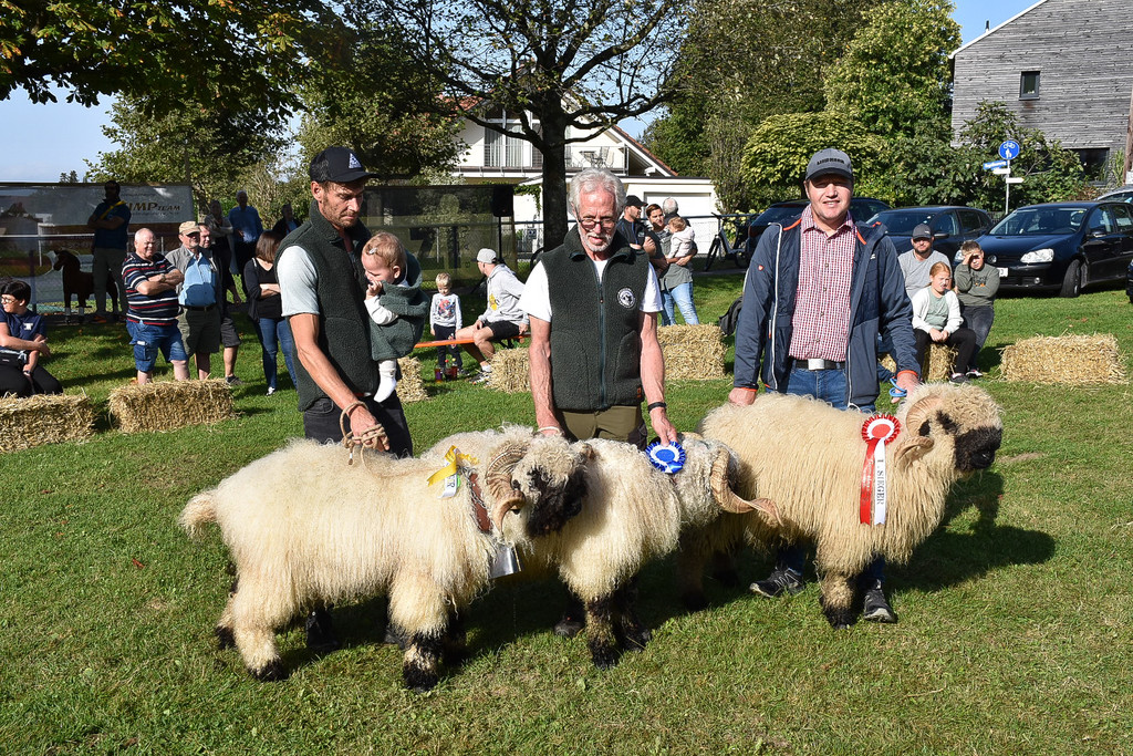 20231001_Schafausstellung-13.jpg