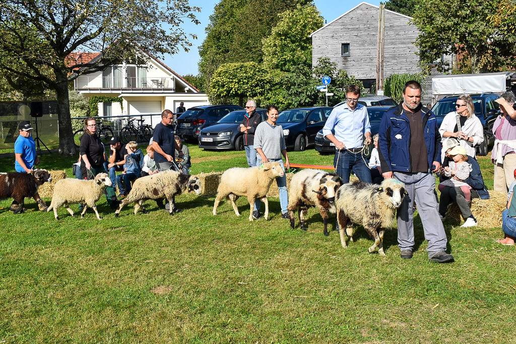 20231001_Schafausstellung-14.jpg