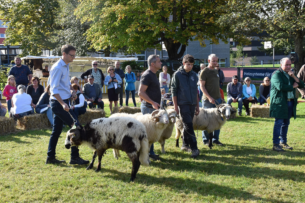 20231001_Schafausstellung-15.jpg