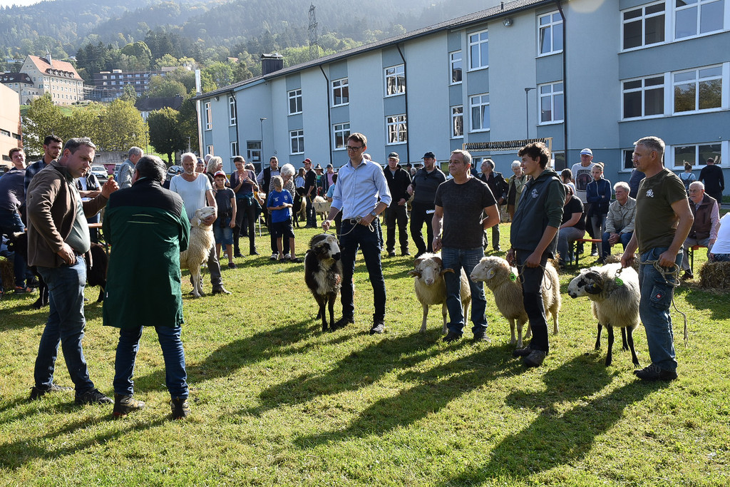 20231001_Schafausstellung-16.jpg