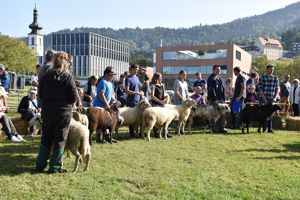 20231001_Schafausstellung-17.jpg