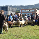20231001_Schafausstellung-17.jpg