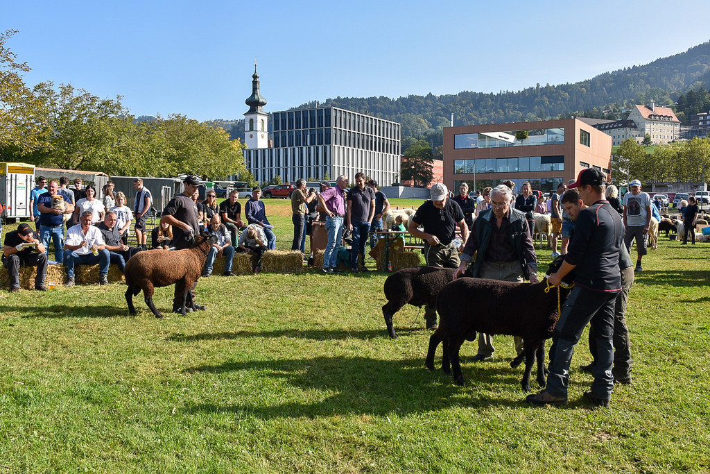 20231001_Schafausstellung-19.jpg