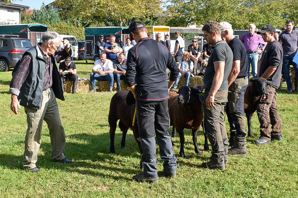 20231001_Schafausstellung-20.jpg