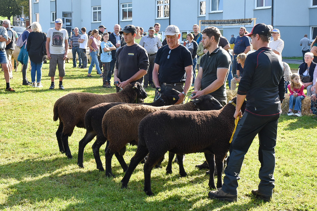 20231001_Schafausstellung-21.jpg