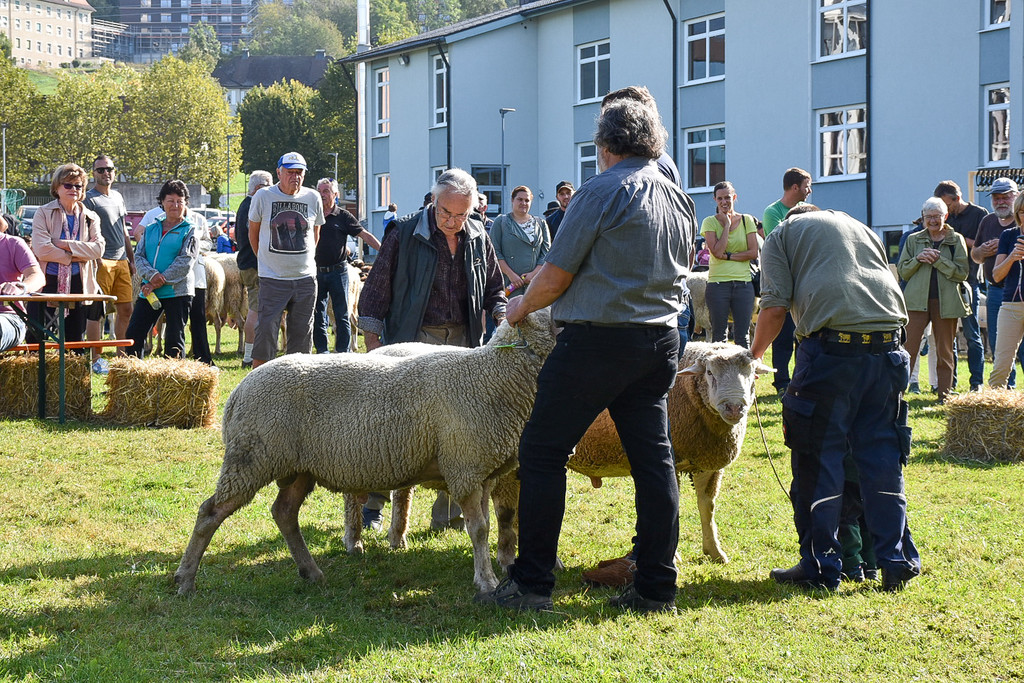 20231001_Schafausstellung-23.jpg