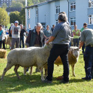 20231001_Schafausstellung-23.jpg