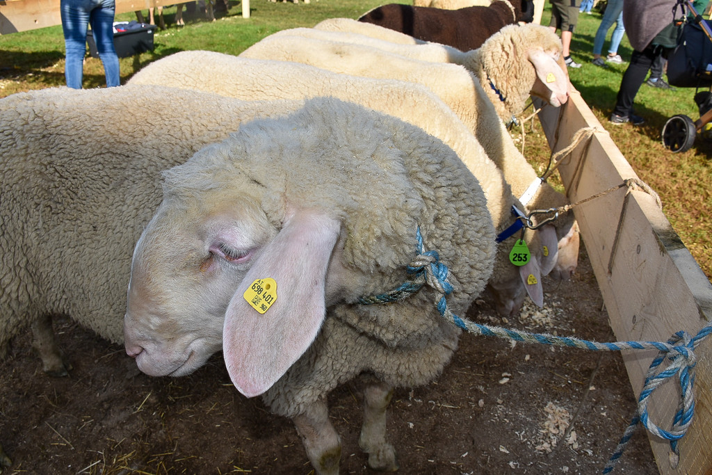 20231001_Schafausstellung-27.jpg