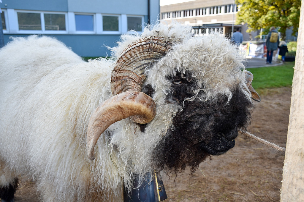 20231001_Schafausstellung-28.jpg