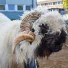 20231001_Schafausstellung-28.jpg