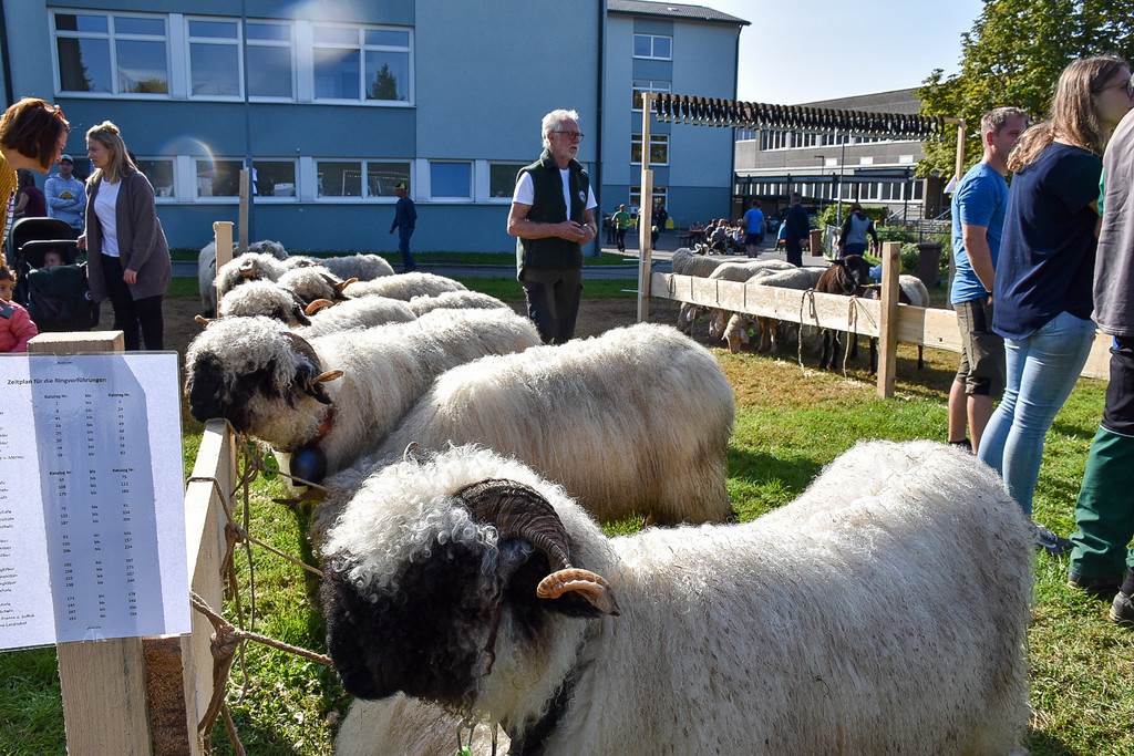 20231001_Schafausstellung-29.jpg