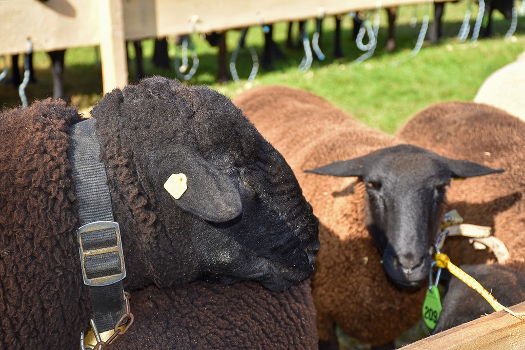 20231001_Schafausstellung-30.jpg