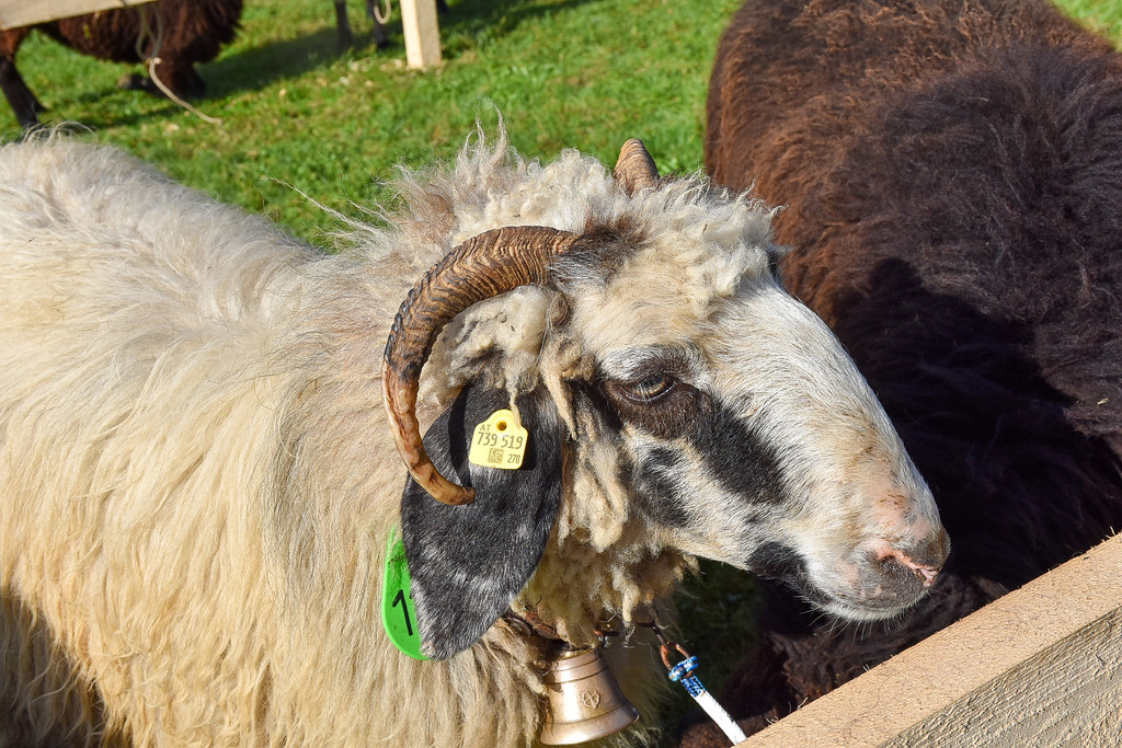 20231001_Schafausstellung-31.jpg