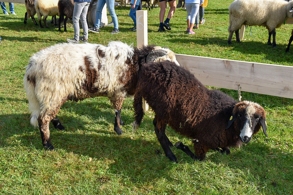 20231001_Schafausstellung-32.jpg
