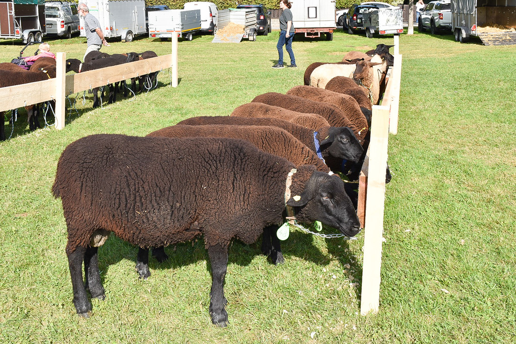 20231001_Schafausstellung-33.jpg
