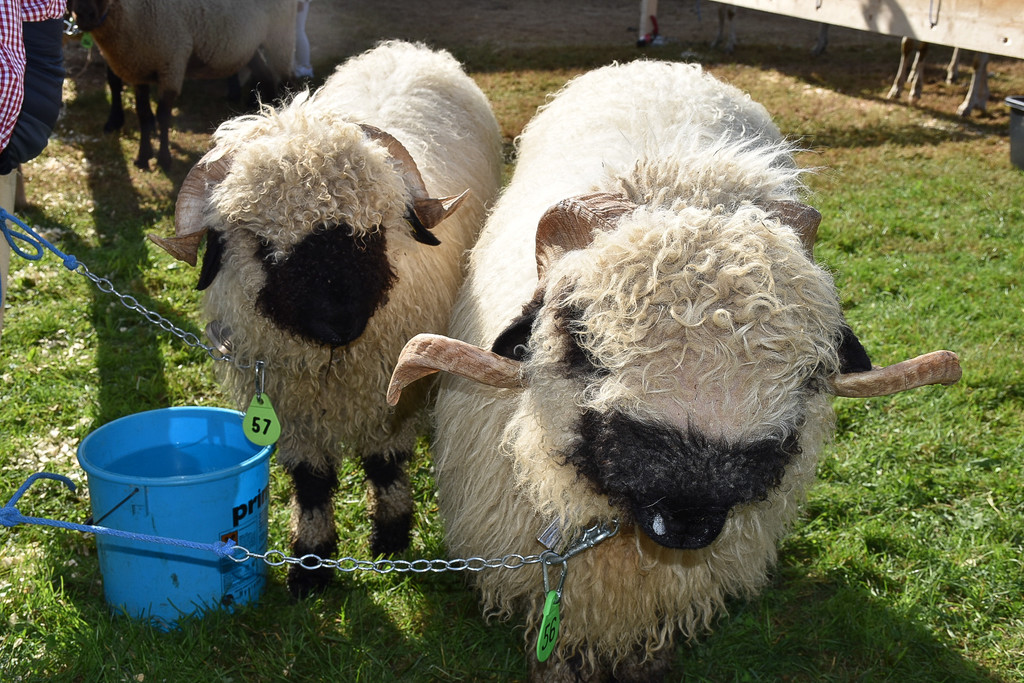 20231001_Schafausstellung-34.jpg