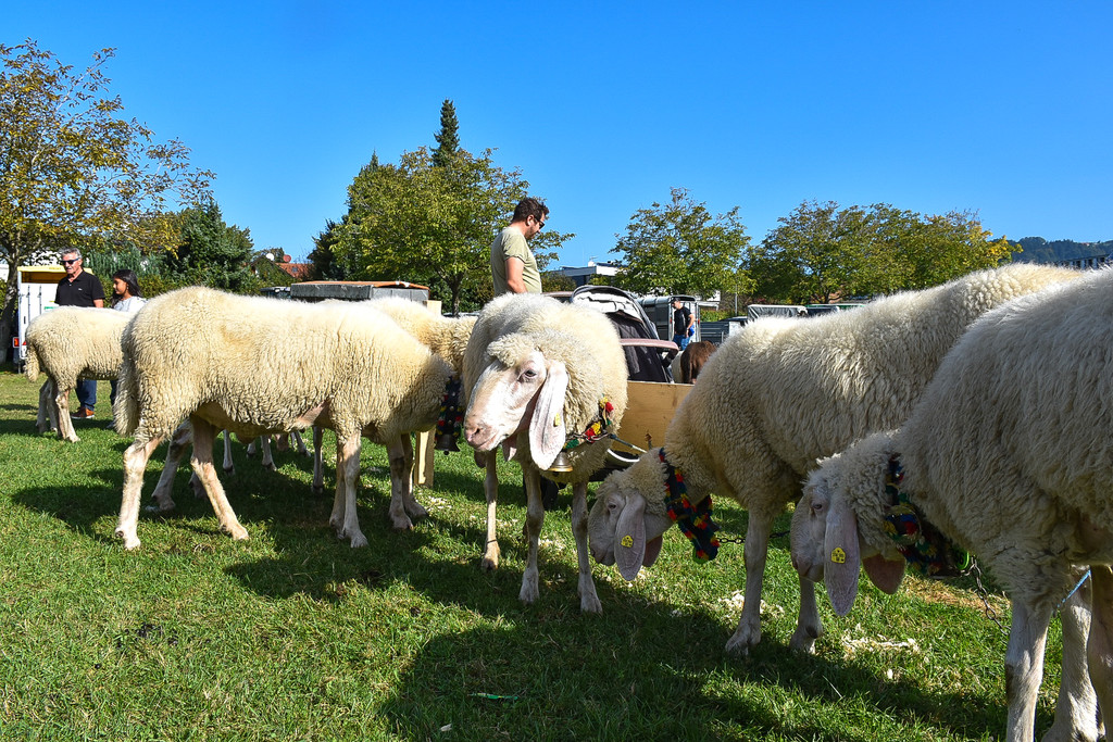 20231001_Schafausstellung-35.jpg