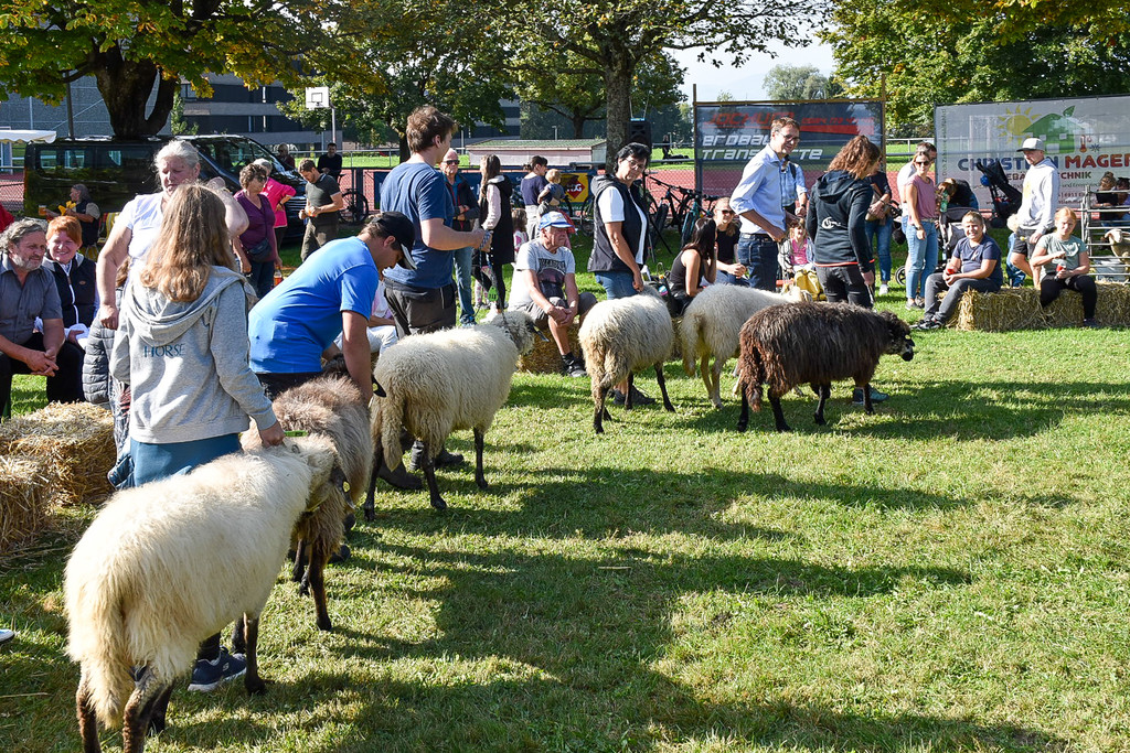 20231001_Schafausstellung-37.jpg