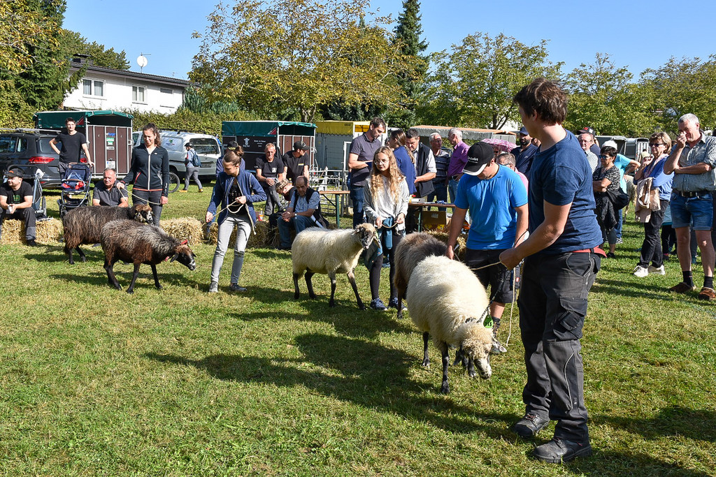 20231001_Schafausstellung-38.jpg