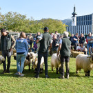 20231001_Schafausstellung-10.jpg