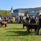20231001_Schafausstellung-19.jpg