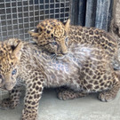 Süßer Leopardennachwuchs in Peru