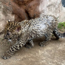 2023-10-05T002211Z_1000435551_RC2RL3AH2YZT_RTRMADP_3_PERU-ANIMALS-LEOPARDS.JPG