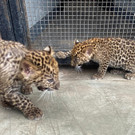 2023-10-05T002512Z_1002006664_RC2RL3A940EP_RTRMADP_3_PERU-ANIMALS-LEOPARDS.JPG