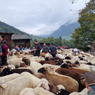 Garnera14.jpg