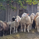 Garnera16.jpg