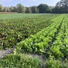 IMG_1367 - Kopie.JPG