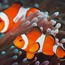 Expedition ins Reich der Fische