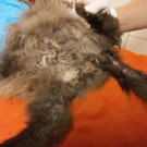 Vernachlässigter KAter