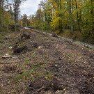 20231109_Ruggbach_Rodungsarbeiten-4.jpg