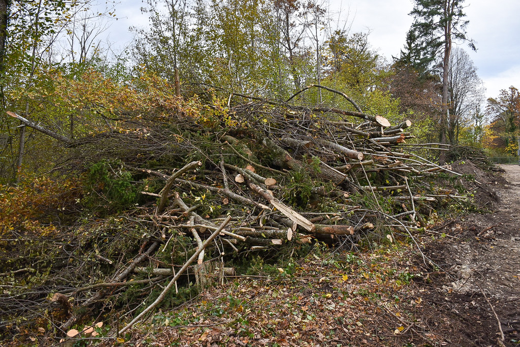 20231109_Ruggbach_Rodungsarbeiten-7.jpg
