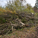 20231109_Ruggbach_Rodungsarbeiten-7.jpg